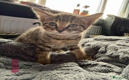 Mixed Breed cats for sale: Beautiful Kittens Looking for forever homes - Image 4