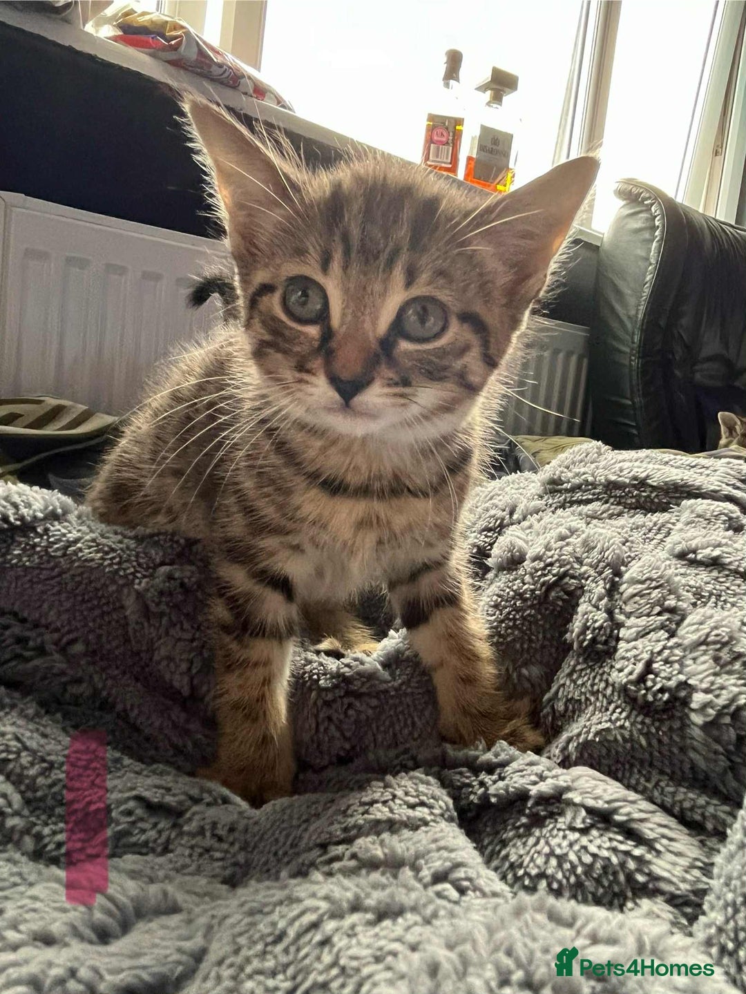 Mixed Breed cats for sale: Beautiful Kittens Looking for forever homes - Image 4