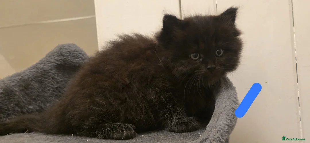 Ragdoll cats for sale: Adorable Ragdoll cross kittens  - Advert 8