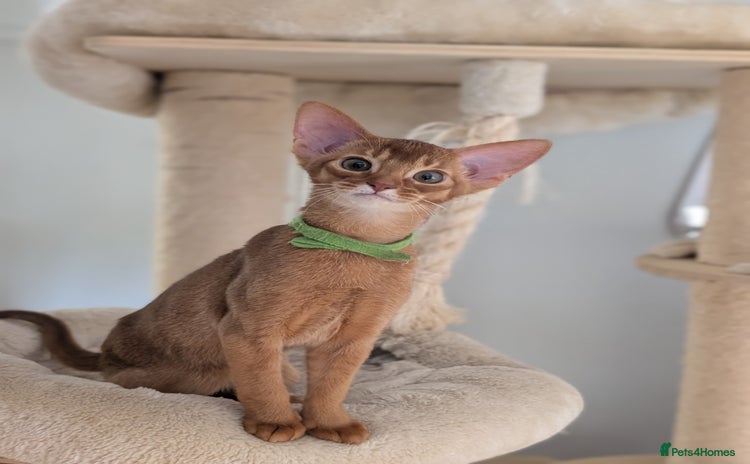 Abyssinian cats - Advert 3