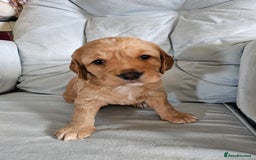 Cocker Spaniel dogs for sale: Beautiful cocker spaniel puppies - Advert 1