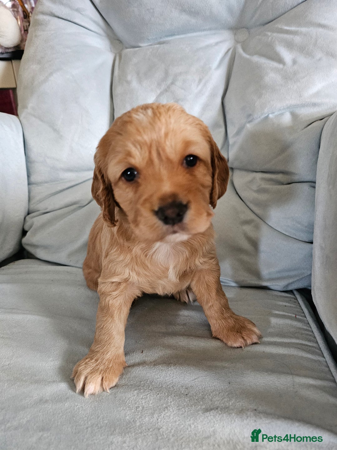 Cocker Spaniel dogs for sale: Beautiful cocker spaniel puppies - Advert 1