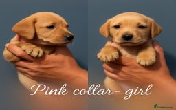 Labrador Retriever dogs for sale: Labrador pups - uniques Shades - Cream to Fox Red - Image 12