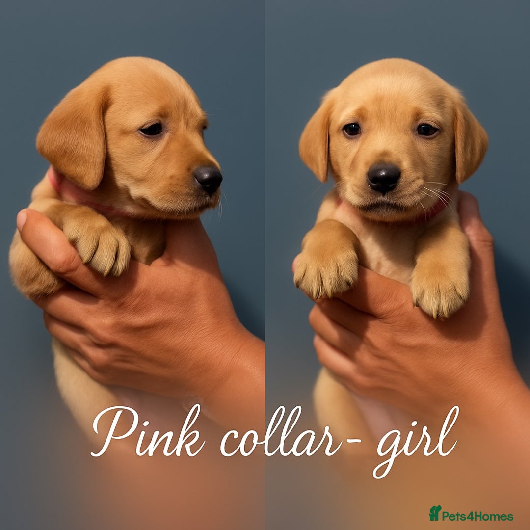 Labrador Retriever dogs for sale: Labrador pups - uniques Shades - Cream to Fox Red - Image 12