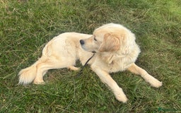 Golden Retriever dogs for adoption: Mo * Golden Retriever *240782 - Image 1