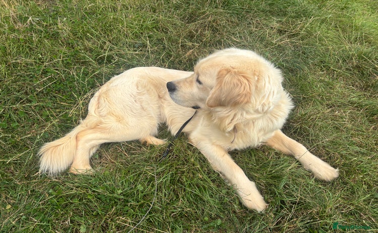 Golden Retriever dogs - Advert 1