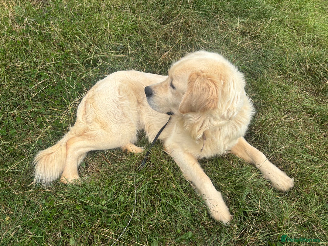 Golden Retriever dogs for adoption: Mo * Golden Retriever *240782 - Image 1