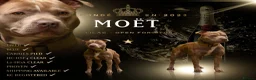 Staffordshire Bull Terrier dogs for sale: BEST OF THE BEST RARE STAFFORDSHIRE BULL TERRIERS - Advert 3