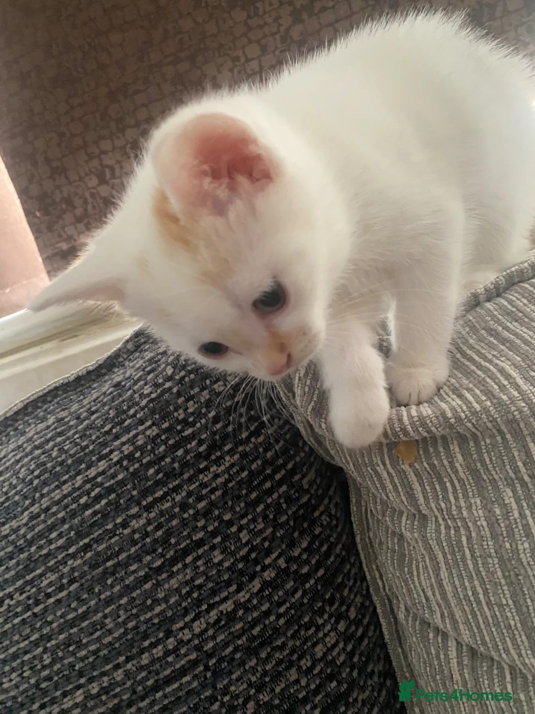 Mixed Breed cats for sale: Gorgeous kittens for sale   - Advert 7