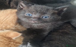 Mixed Breed cats for sale: Gorgeous Kittens. GINGER & All Black - Image 3