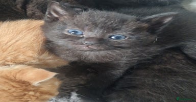 Mixed Breed cats - Advert 15