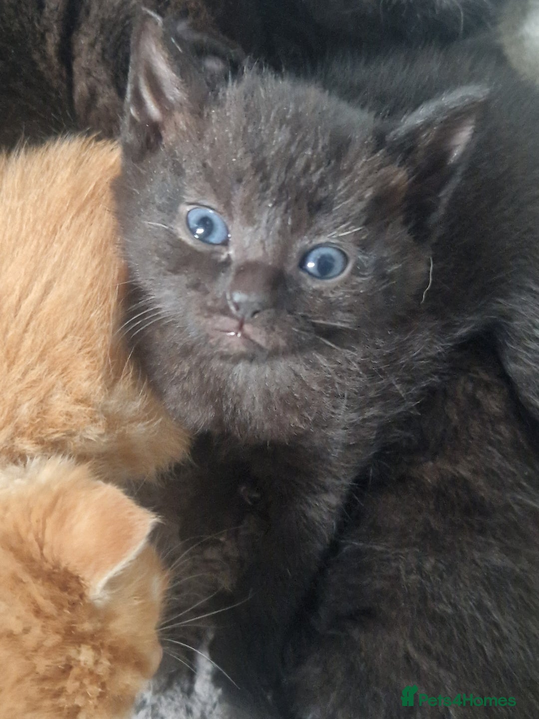 Mixed Breed cats for sale: Gorgeous Kittens. GINGER & All Black - Image 3