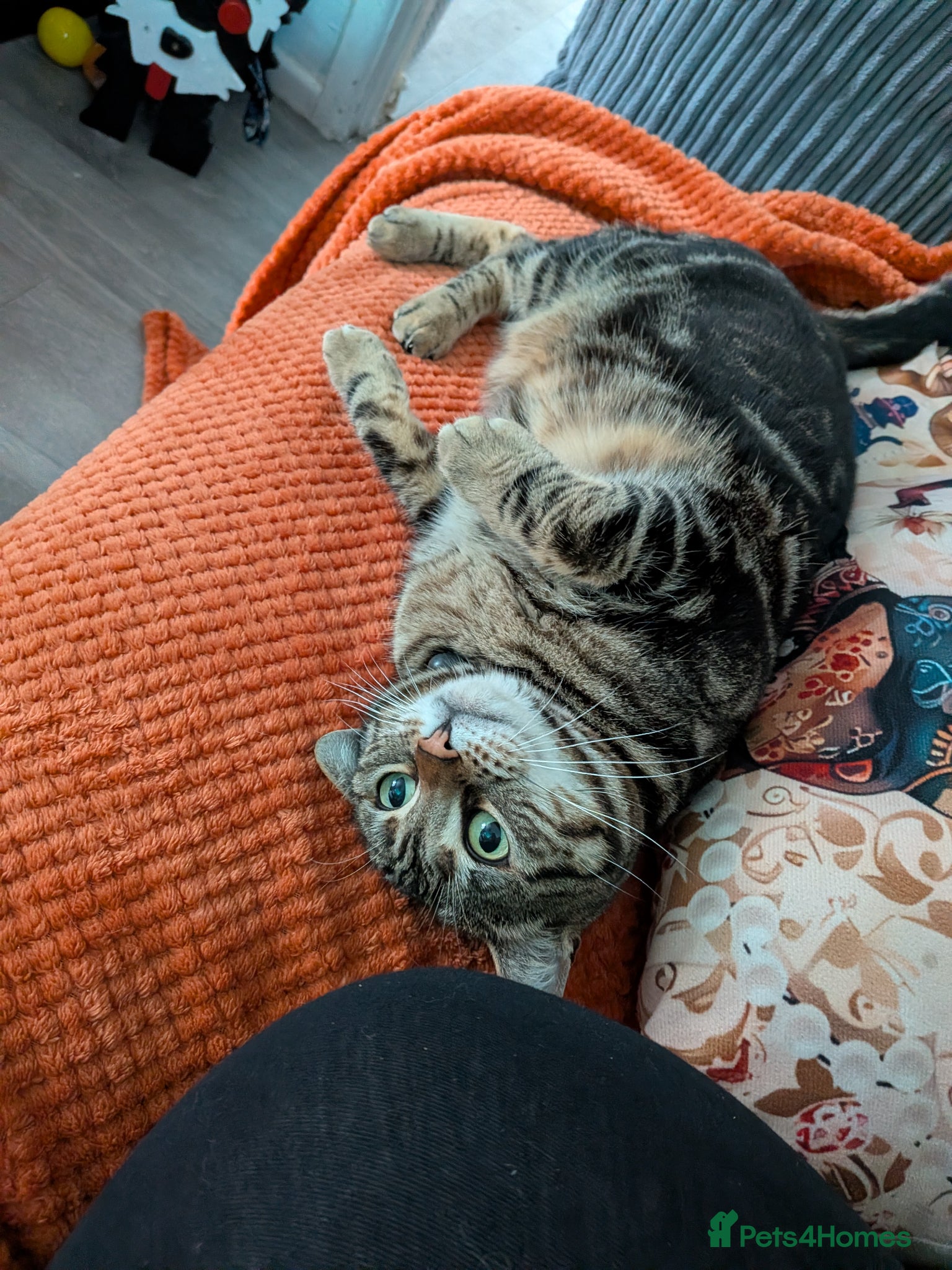 Bengal cats Half Bengal 4 year old female cat - Advert 1