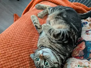 Bengal cats Half Bengal 4 year old female cat - Advert 1