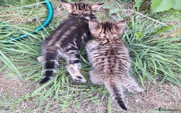 Mixed Breed cats for sale: Half Bengal kittens  - Image 15