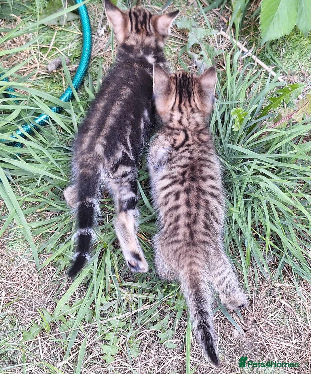 Mixed Breed cats for sale: Half Bengal kittens  - Image 15