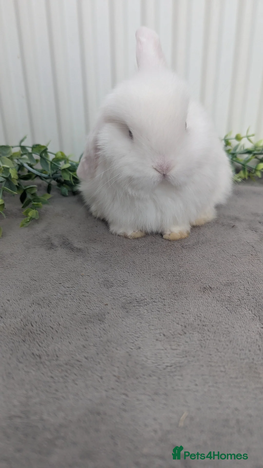 Mini Lop rabbits for sale: Mini lops ready to reserve, one little boy left! - Advert 2