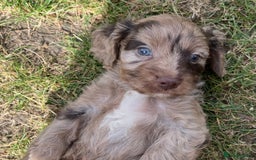 Cavapoo dogs for sale: Stunning Cavapoo babies  - Image 20