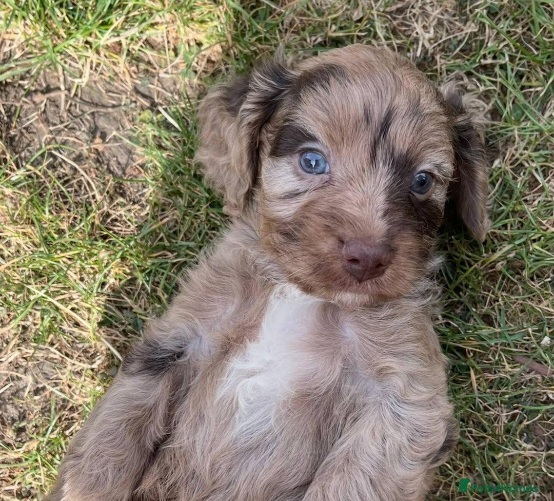 Cavapoo dogs for sale: Stunning Cavapoo babies  - Image 20
