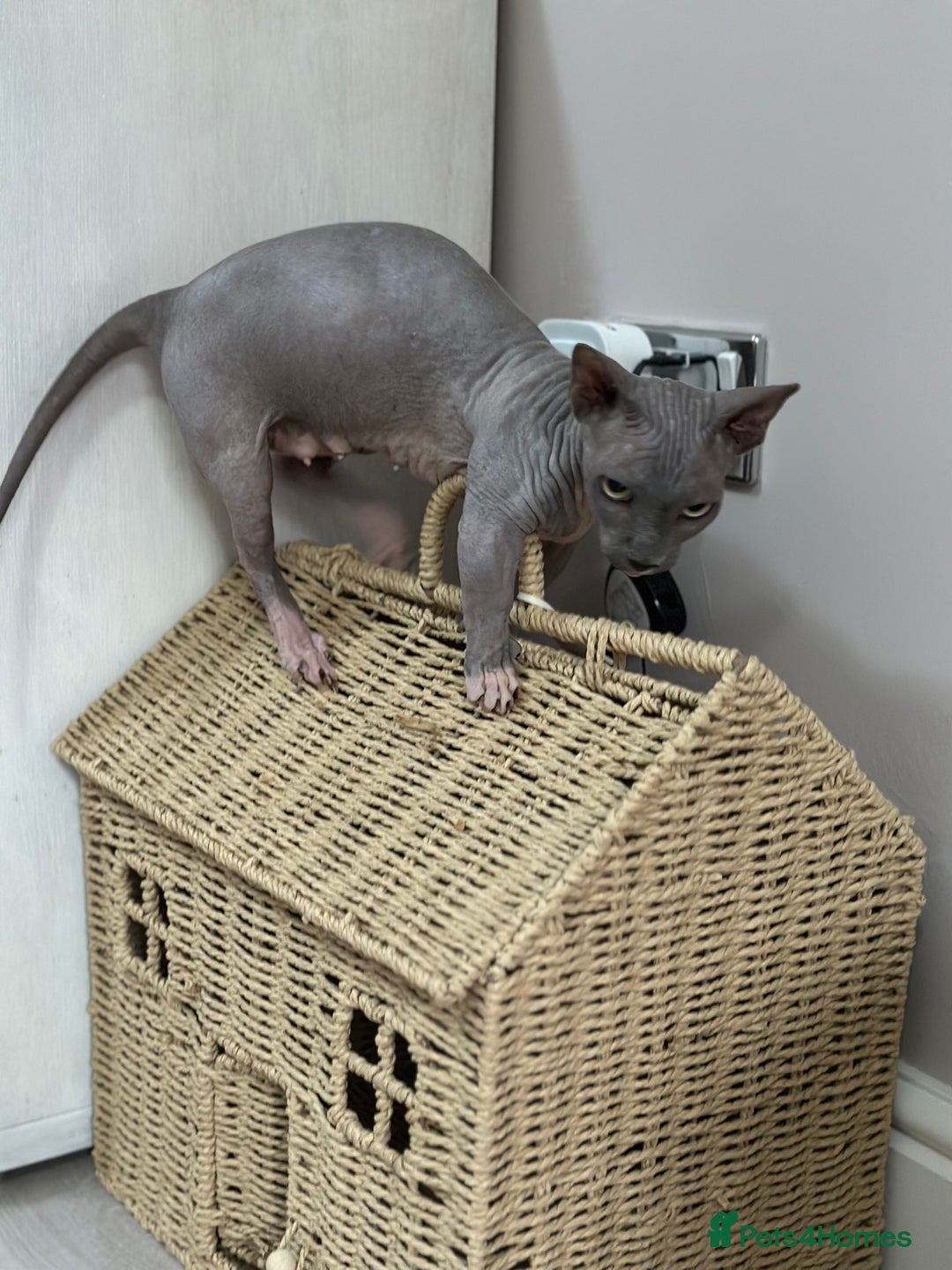 Sphynx cats for sale: Bambino blue girl  - Image 10