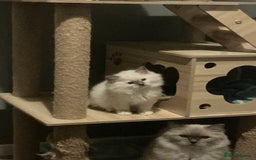 Ragdoll cats for sale: Tica European Ragdoll kittens  - Image 4