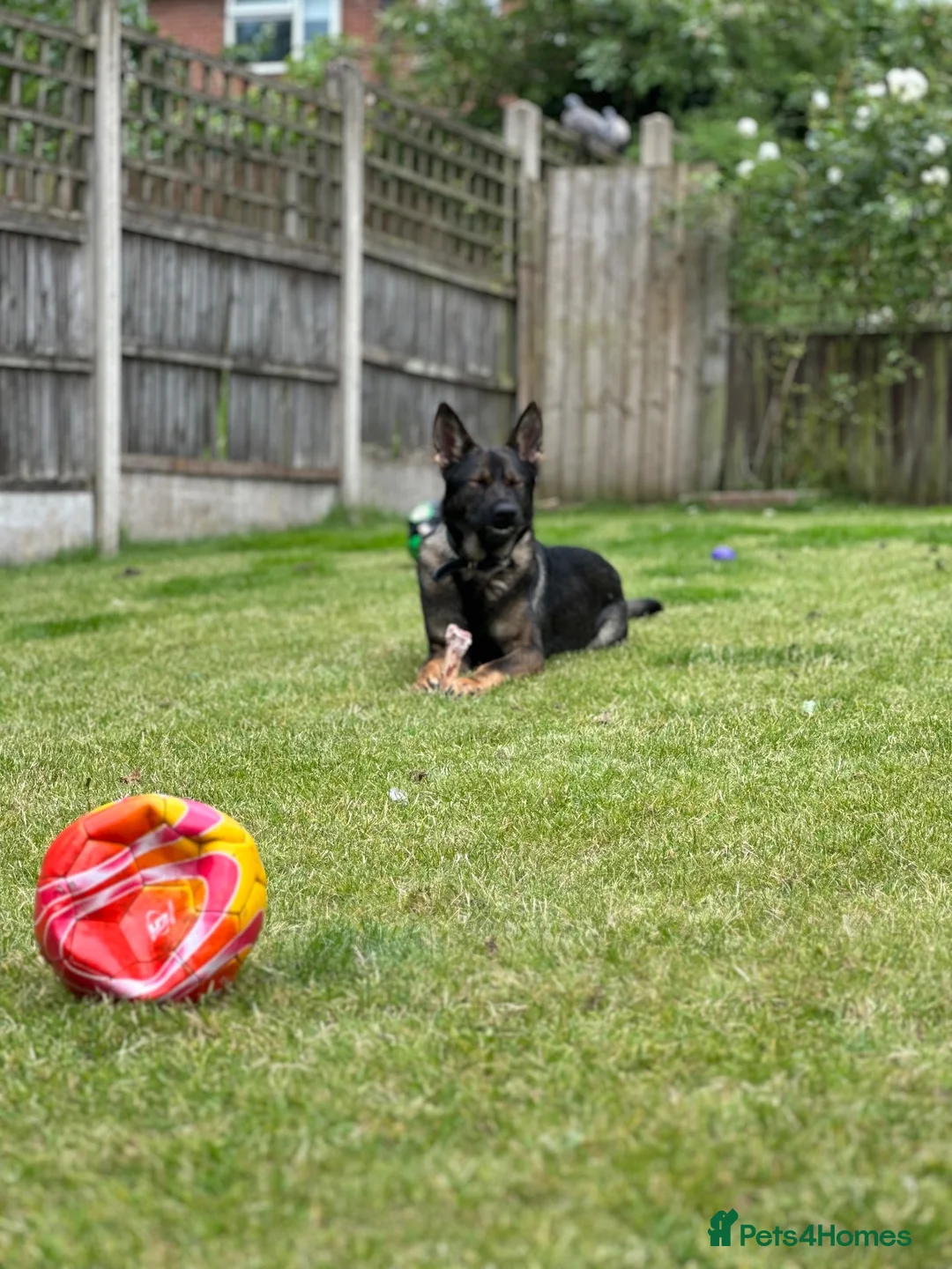 German Shepherd dogs for sale: German shepherd  in Mansfield - Advert 4