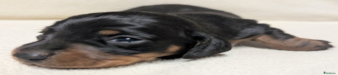 Miniature Dachshund Puppy 1