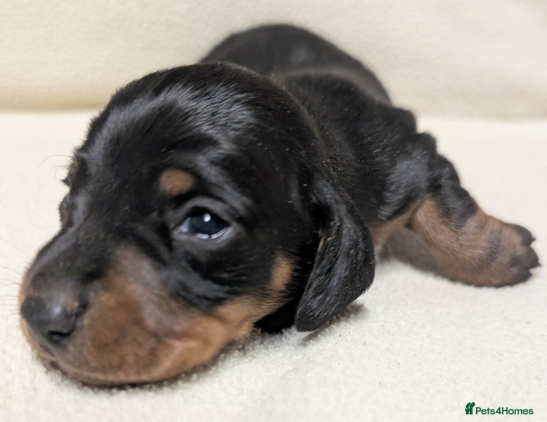 Miniature Dachshund dogs for sale: Quality KC / PRA Clear Minature Dachshund Puppies  - Image 15