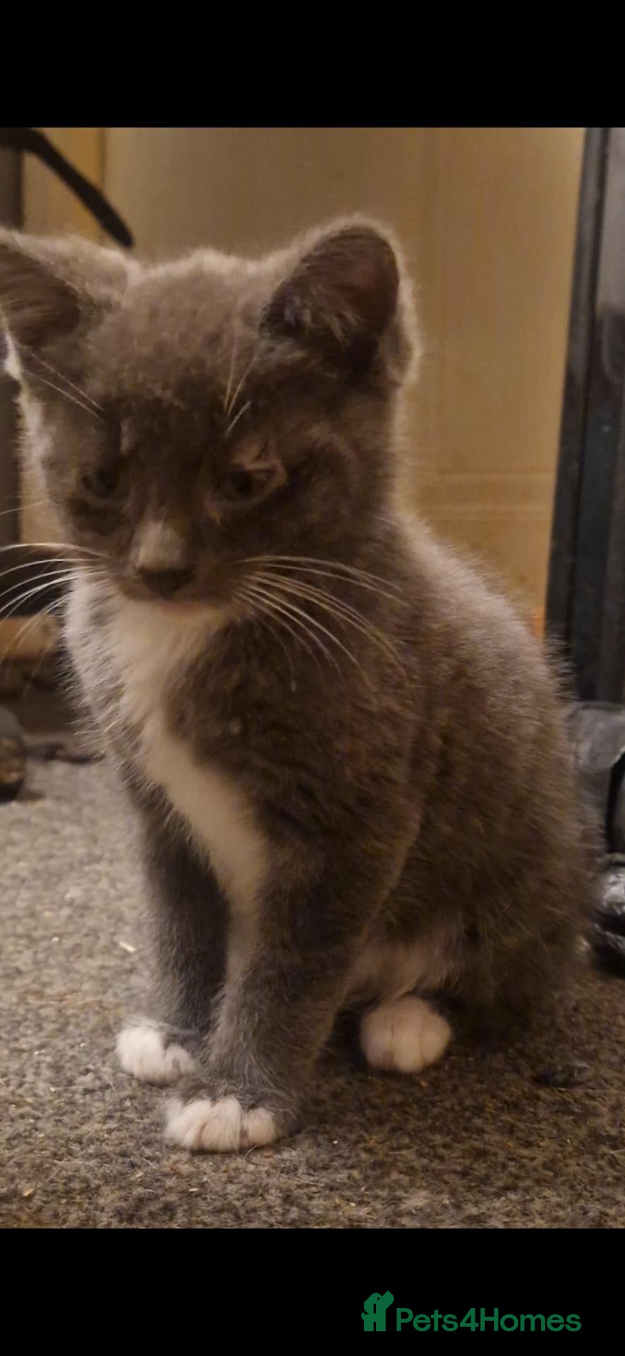 Mixed Breed cats Mixed bundle of cuties - Advert 12