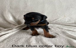 Dobermann dogs for sale: Beautiful European KC reg Doberman Puppies - Image 23