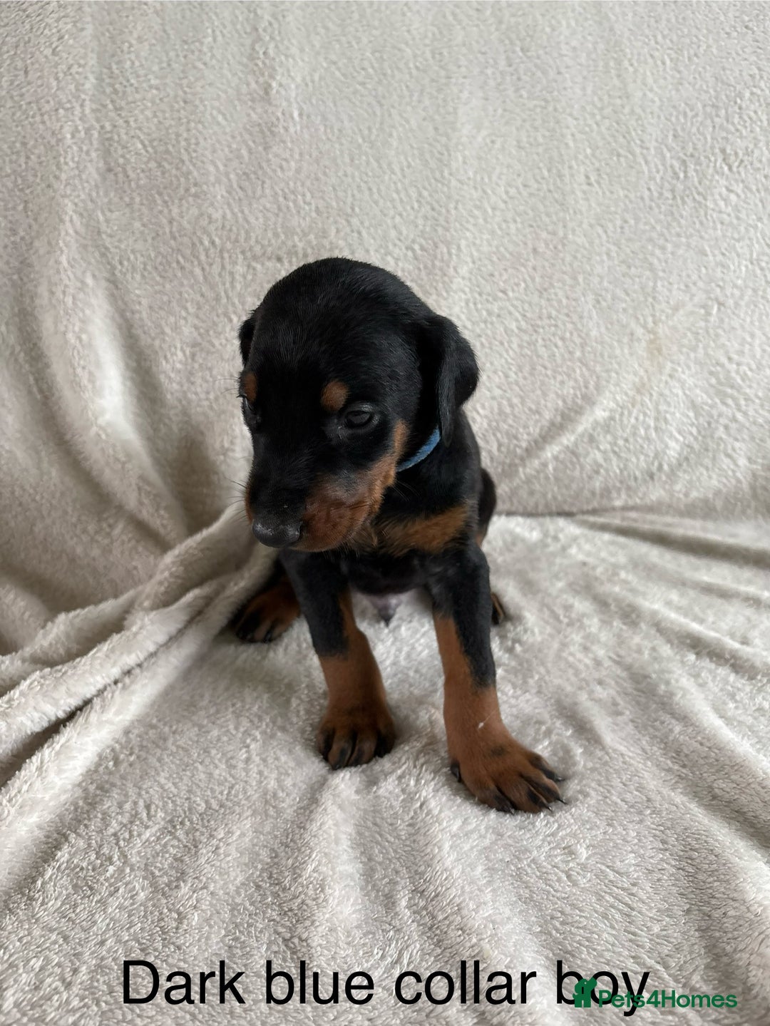 Dobermann dogs for sale: Beautiful European KC reg Doberman Puppies - Image 23