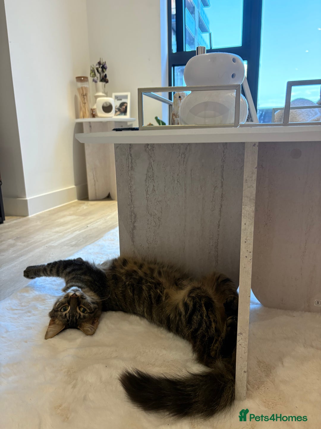 Mixed Breed cats for sale: Maine coon/tabby  - Image 1