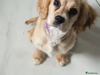 Cockalier dogs Affectionate Cockerlier - Advert 3