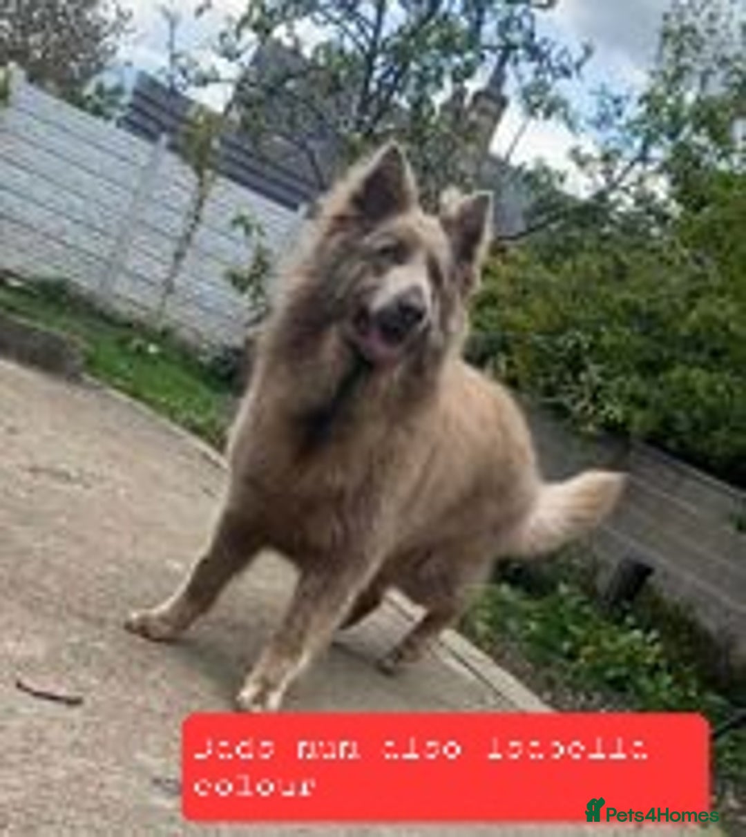 German Shepherd dogs for sale: Stunning white puppy 6 months old ready now in Horsham - Image 29
