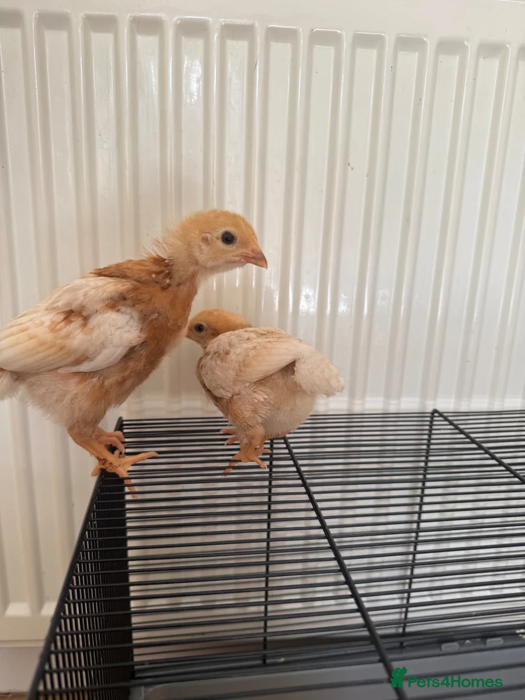 Mixed Breed birds for sale: Two female baby chicks  in London - Advert 4