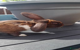 Mixed Breed rabbits for sale: Milo  - Image 6