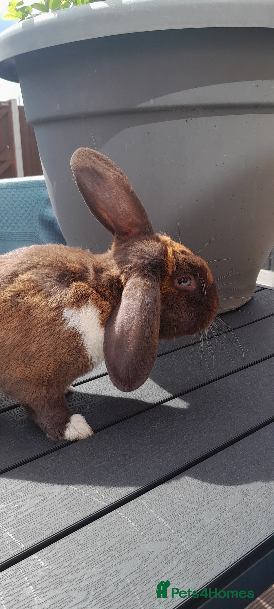 Mixed Breed rabbits for sale: Milo  - Image 6