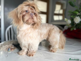 Shih Tzu dogs in Doncaster - Advert 3