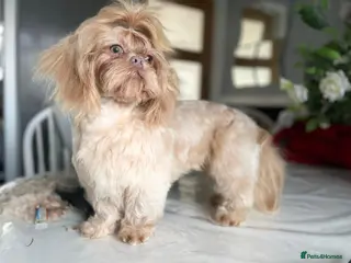 Shih Tzu dogs Lavender shih tzu stud in Doncaster - Advert 4