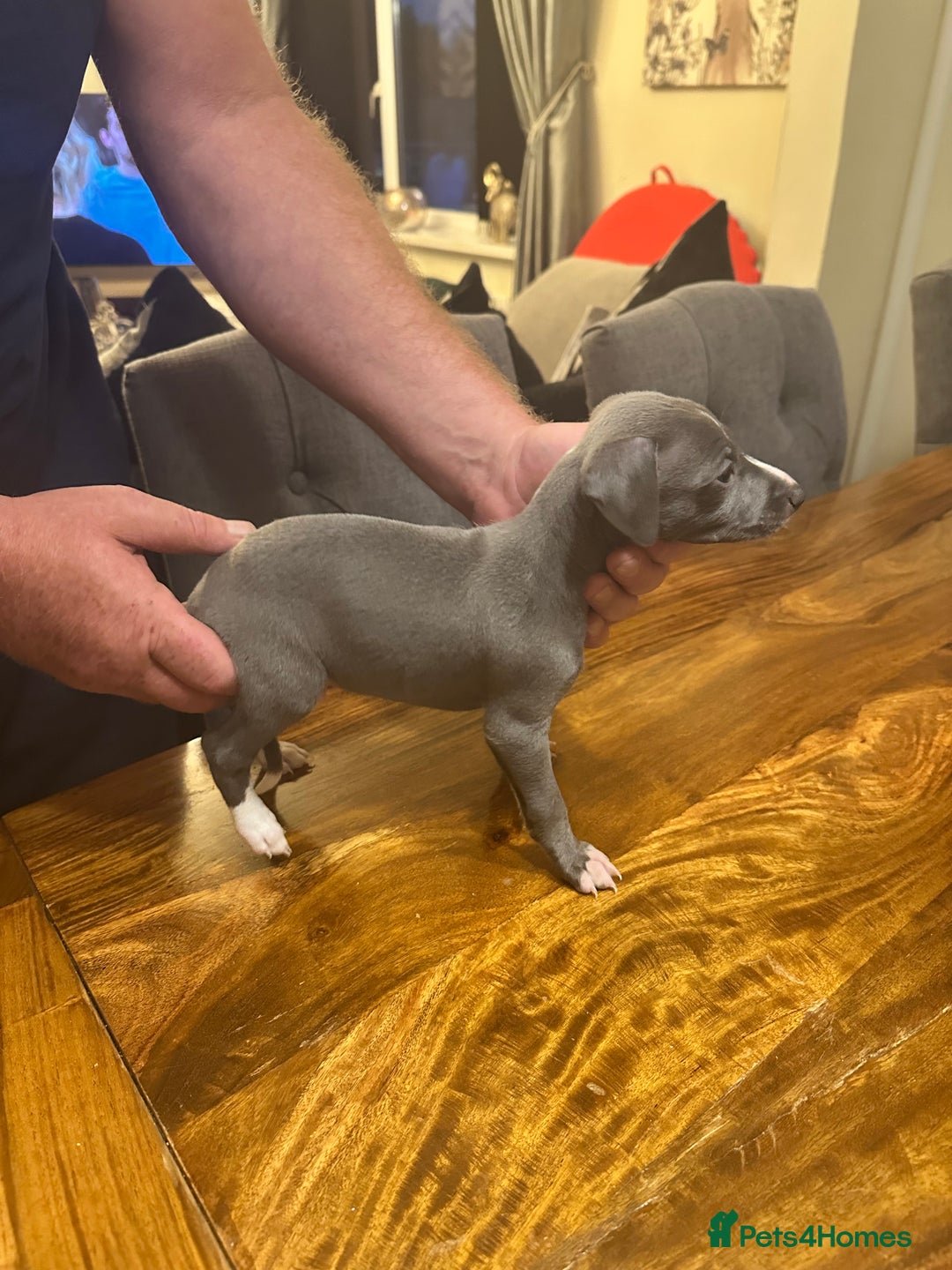 Italian Greyhound dogs for sale: Italian greyhound  - Image 1