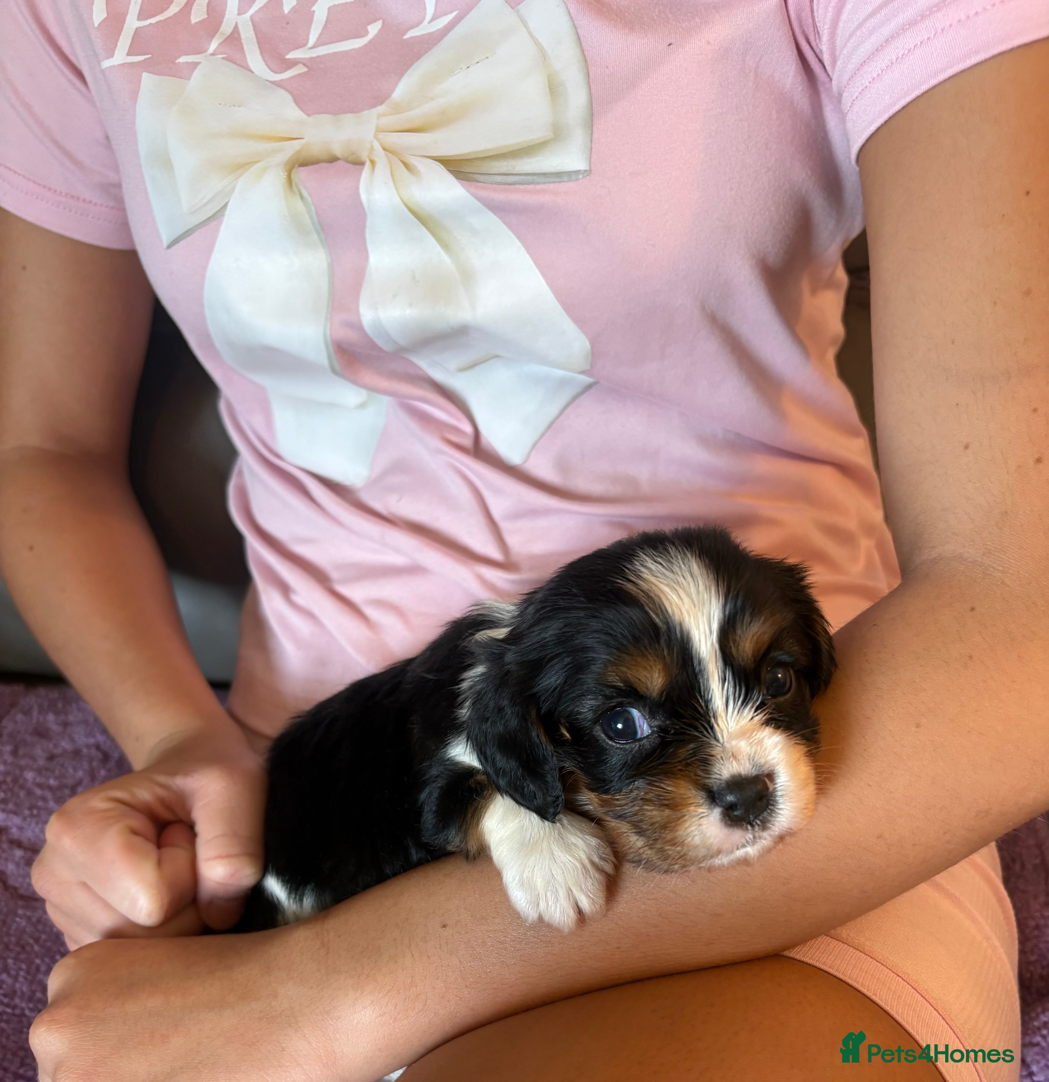 Cavalier King Charles Spaniel dogs KC registered King Charles cavaliers  - Advert 2