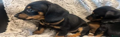 Dachshund Puppy 2