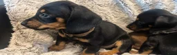 Dachshund dogs for sale: Dachshund puppies  - Advert 8
