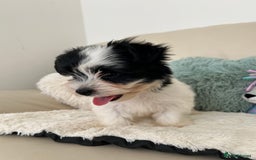 Biewer Terrier dogs for sale: ✨ Beautiful Biewer x Biro Terrier Puppies✨   - Image 13