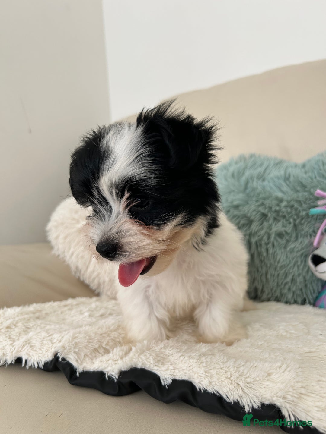 Biewer Terrier dogs for sale: ✨ Beautiful Biewer x Biro Terrier Puppies✨   - Image 13