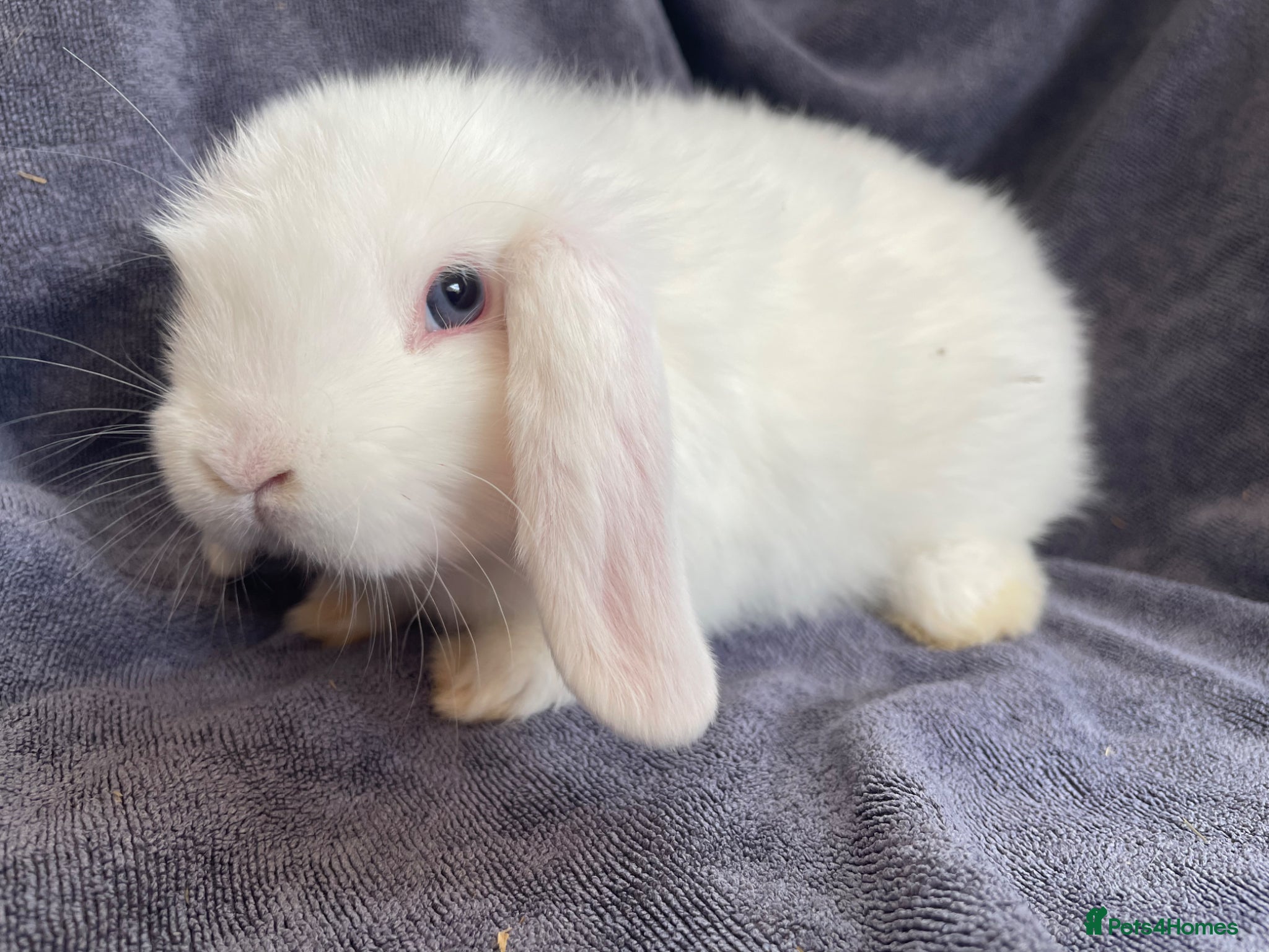 Mini Lop rabbits Mini lops for sale - Advert 22