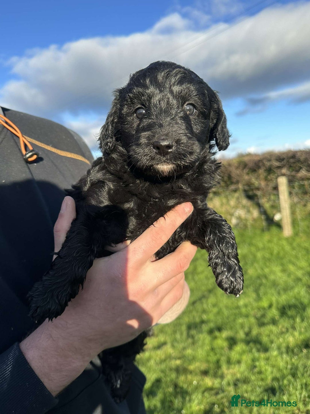 Bordoodle dogs for sale: Superb Litter of Farm-Raised Bordoodles - Advert 7