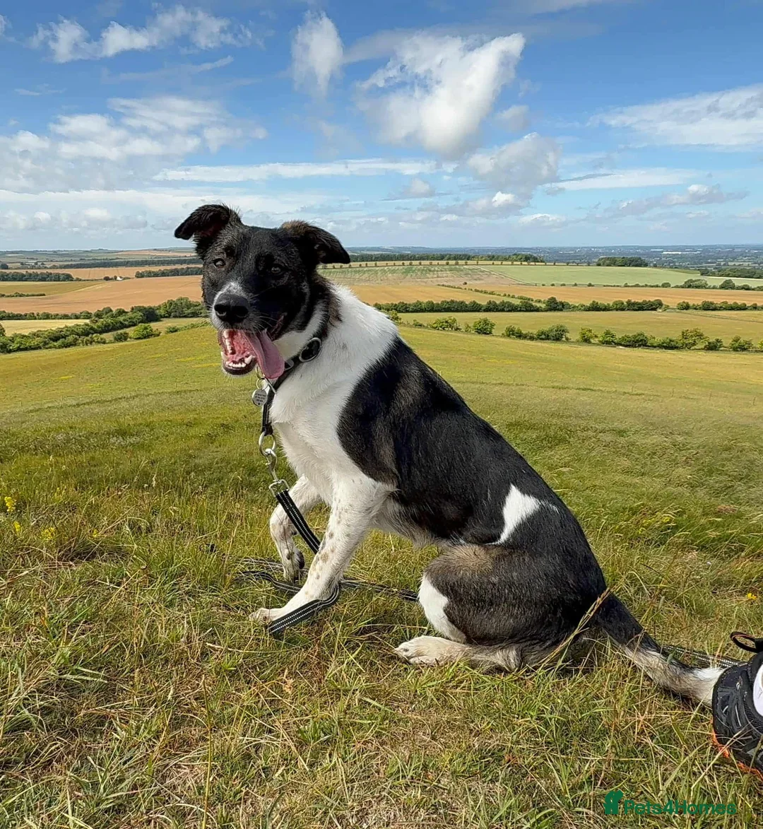 Mixed Breed dogs for adoption: ASTRO - Advert 1