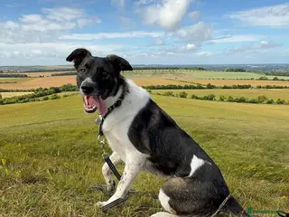 Mixed Breed dogs ASTRO - Advert 1