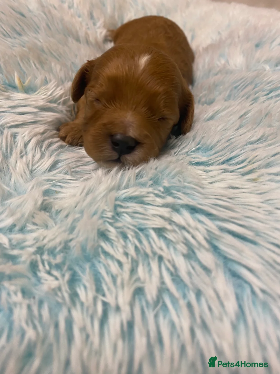 Cavapoo dogs for sale: Toy Cavapoo Health testing parent  - Advert 15